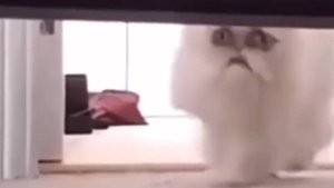 ТЫ ТОЧНО ЭТОГО НЕ ВИДЕЛ! | ПОПРОБУЙ НЕ ЗАСМЕЯТЬСЯ ЧЕЛЛЕНДЖ | ЛУЧШИЕ МЕМЫ ЧАСТЬ 22