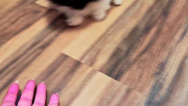 video5287712380464163600