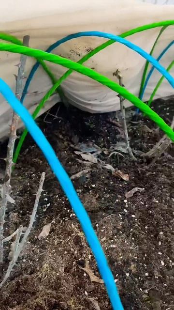 ЧТО И ТРЕБОВАЛОСЬ ДОКАЗАТЬ! Все розы черные под укрытием. #самсебеагроном #розы #какперезимовалироз