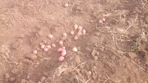 ДИСКУЕМ КАРТОФЕЛЬ