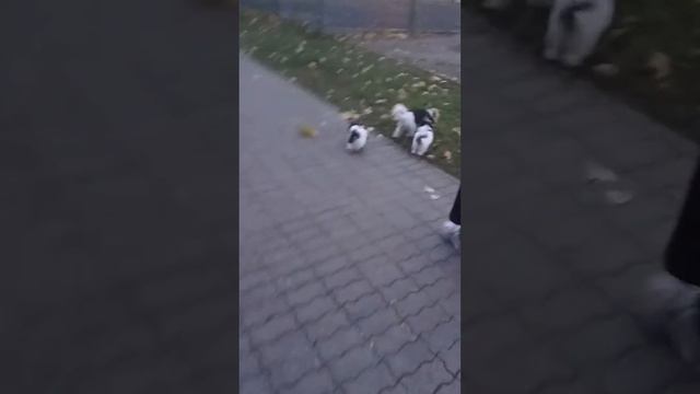 Биверы на прогулке.Бегают за мамой.  #бивертерьер#щенкибивер#щенки