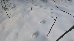 Круглые следы на снегу