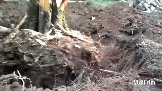 Образование пруда на месте большой березы смотреть онлайн