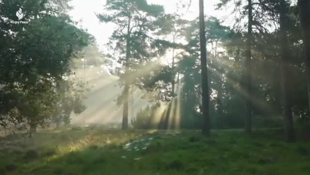 Музыкальная терапия 🌿 Успокаивает нервную систему и освежает душу, расслабляя