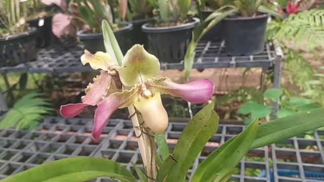 รองเท้านารีเหลืองเลย (Paphiopedilum hirsutissimum) смотреть онлайн