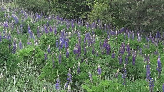 Я вам оставила ИСТАТ. Стих. Радугамира. смотреть онлайн