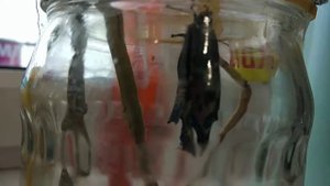 Рождение бабочки из кокона.