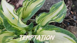 Хоста Temptation #hosta #хоста #сорта #коллекция #Temptation