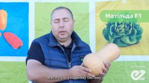Матильда F1 / Matilda F1,105-110 дней - Тыква, Enza Zaden