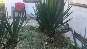 Балаклава. Крым. Подстригаю юкку,получаются ананасы