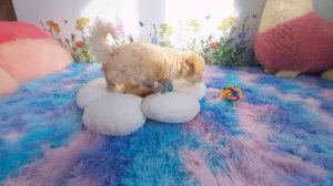 Кукольный мальчик мальтипу f1