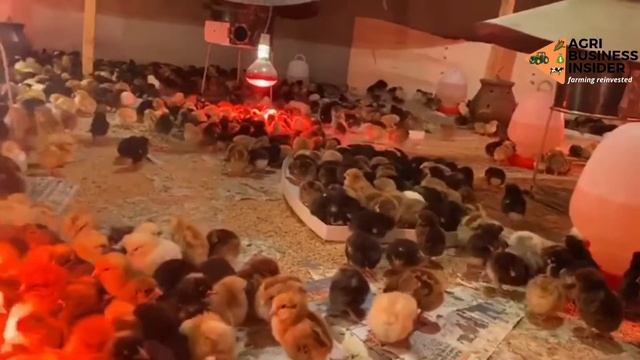 How to PREPARE BROODER for CHICKS for DAY OLD CHICKS (Step By Step For Beginners)