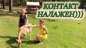 САМЫЙ БОЛЬШОЙ КОНТАКТНЫЙ ЗООПАРК/ПАРК ЖИВОТНЫХ "ДИПРИЗ" В БАРАНОВИЧАХ/БЕЛАРУСЬ#изстолицывдеревню