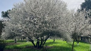 Что обозначает праздник "Благовещение". Радугамира.