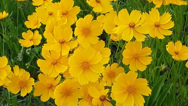 Relaxing music 24/7, stress free music,sleep music,study music, meditation music, calming music 🎵🎶🎵 смотреть онлайн