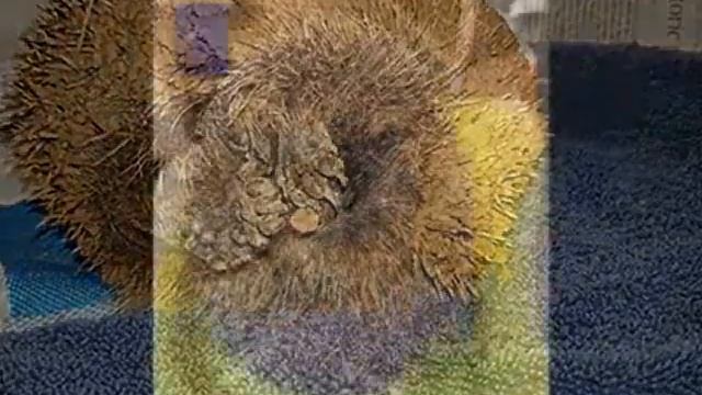 Бесформенный комок грязи, лежавший на обочине, вдруг недовольно чихнул… смотреть онлайн