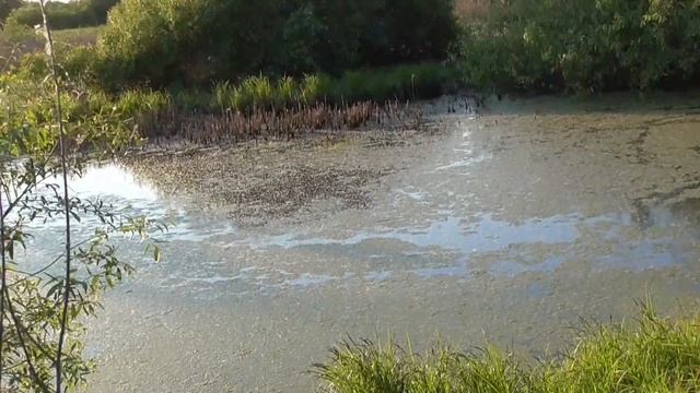 Збір щавлю на лугу в селі - Олександр і Лідушка смотреть онлайн