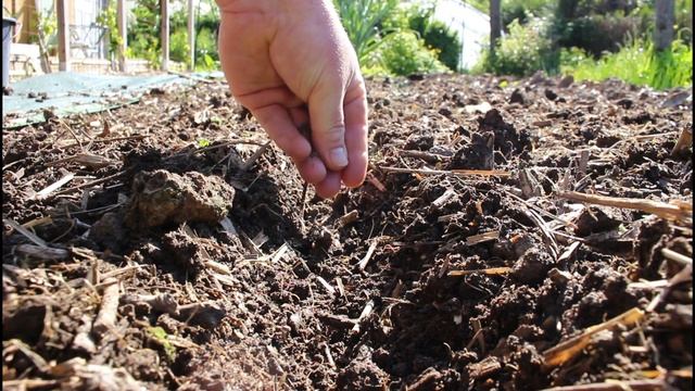 14 légumes à ne pas manquer en juillet : Semis et plantation dans votre potager!