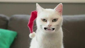 Поющий кот!