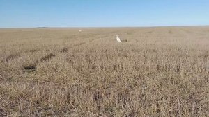 Василиса и Хмель из Нижнерусского хутора 2024 1105