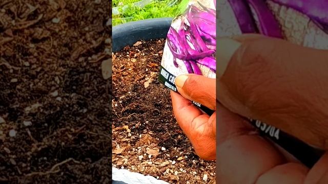 Growing Bush & Pole Beans in One Container #tnog #gardening #zone9 #growingfood #neworleans #beans