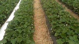 Клубника в теплице. Сорт Клери. Состояние на 14.04.2019. маленький обзор теплицы.