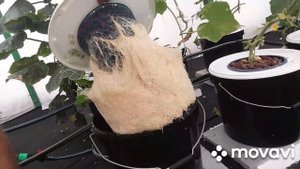 Корни Огурца на гидропонике установка RDWC