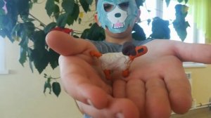 лесные подарки