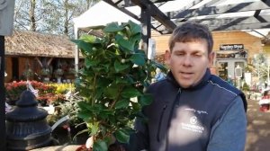 Camellia Dr King  Plant - Christmas Gifts 2019 - Clarenbridge Online Garden Centre Ireland