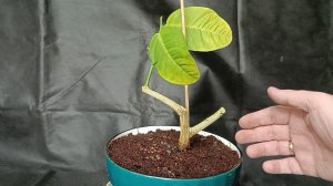 лимон- воздушная отводка