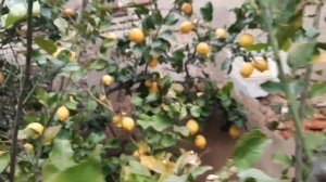 Лимончики,вы мои лимочики...