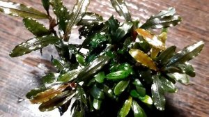 #bucephalandra#tank#bucephalandraplant#буцефаландра#аквариумныерастения Bucephalandra Cherry 🍒