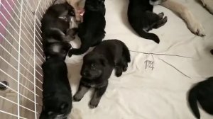 Ура! Мой щенок родился! Ветер с Востока Верный.