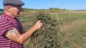 второй укос клевера