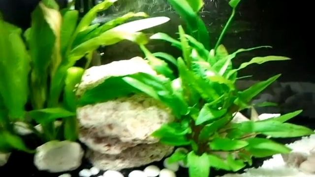 Freshwater Aquarium - A small Paradise 1: In the beginning.. смотреть онлайн