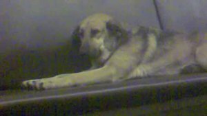 Собака в вагоне московского метро ,  м.Алексеевская-м.Третьяковская