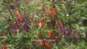 Ornamental Peppers