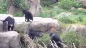 Ищу во мху енота     Вот во мху енот!