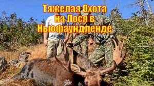 Тяжелая Охота на Лося в Ньюфаундленде