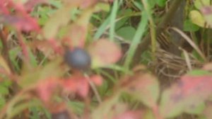 Дикая горная Черника Сахалин т 89621222022 Дикие ягоды Сахалина