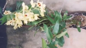 DENDROBIUM GATTON SUNRAY