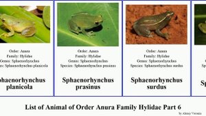 List of Animal of Order Anura Family Hylidae Part 6 scinax treefrog sphaenorhynchus trachycephalus