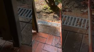 Собираем дождевую воду для полива помидоров и огурцов.