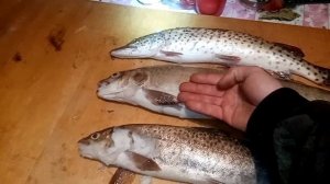 Рыбалка зимняя!🌨🎣
#щука #линок