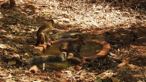 Bonnet Macaques males homosexual behaviour