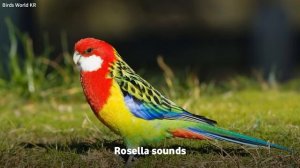 Rosella sounds