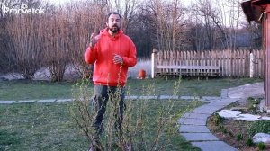 Видео с канала "Процветок" о сроках первой весенней обработки сада от вредителей