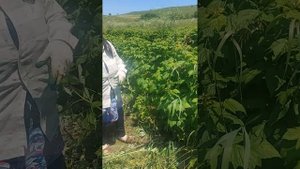 Прореживание ремонтантной малины.