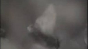 Развите насекомых с полным и неполным превращением