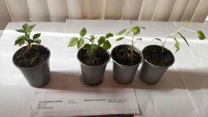 рассада малина Маравилла